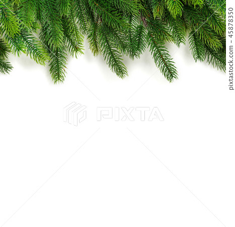 Christmas tree branches on white background as a border or template Christmas tree branches on white background as a border or template 45878350