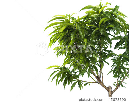 Peach branch without fruits on a white background Peach branch without fruits on a white background 45878590