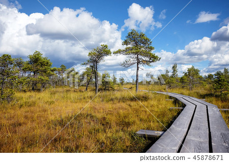 Swamp of Kemeri National Park in Latvia 45878671