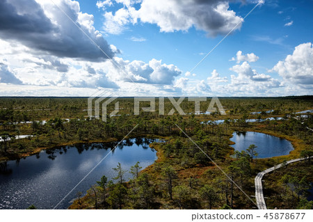 Swamp of Kemeri National Park in Latvia 45878677
