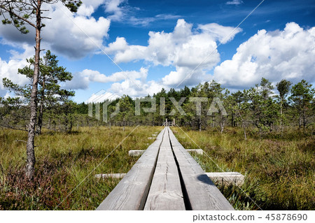 Swamp of Kemeri National Park in Latvia Swamp of Kemeri National Park in Latvia 45878690