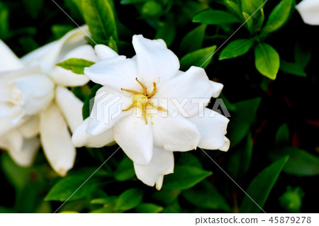 Gardenia blooming in Mitaka Nakahara 45879278
