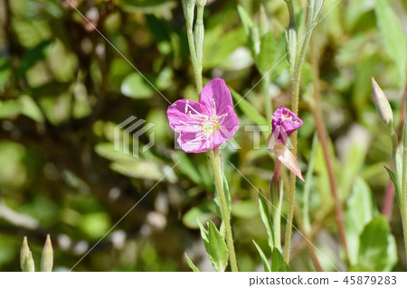 Yuge Shaw盛開在三鷹中原（Akabana Yuge Shaw） 45879283
