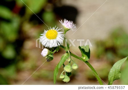Harujion blooming in Mitaka Nakahara 45879337