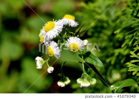 在三鷹中原開花的Harujion 45879340