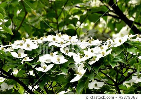 開花在三鷹中原的白色野公豬花 開花在三鷹中原的白色野公豬花 45879368