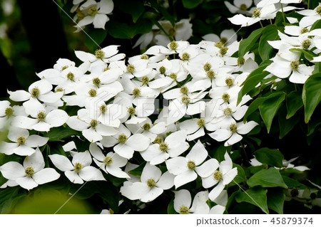 開花在三鷹中原的白色野公豬花 45879374