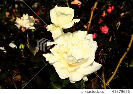 Keisei rose garden Keisei rose garden Keisei rose garden Keisei rose garden 45879626
