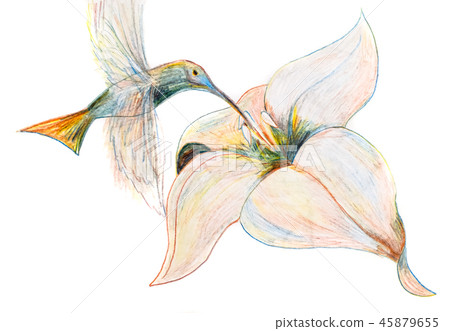 Drawing a pencil like a hummingbird hovers over a flower and drinks nectar. Drawing a pencil like a hummingbird hovers over a flower and drinks nectar. 45879655