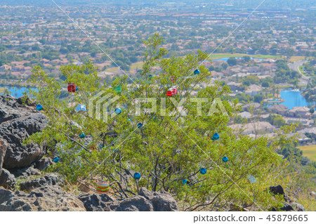 Thunderbird Park Christmas Bushes,Glendale,Arizona Thunderbird Park Christmas Bushes,Glendale,Arizona 45879665