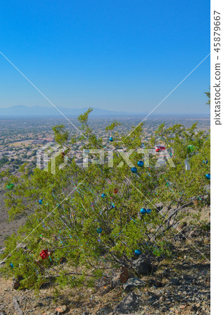 Thunderbird Park Christmas Bushes,Glendale,Arizona 45879667