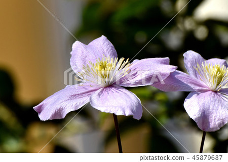 Purple Clematis blooming in Mitaka Nakahara Purple Clematis blooming in Mitaka Nakahara 45879687