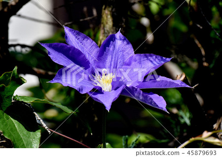 Purple clematis blooming in Mitaka Nakahara 45879693