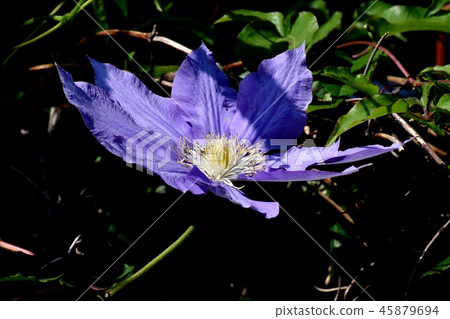 Purple clematis blooming in Mitaka Nakahara 45879694