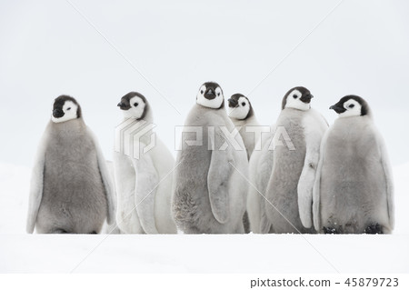 Emperor Penguins chicks on ice Emperor Penguins chicks on ice 45879723