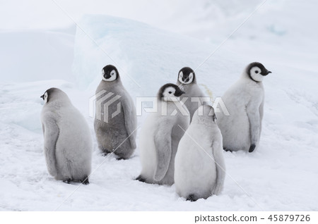 Emperor Penguins chicks on ice 45879726
