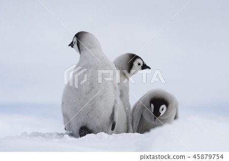 Emperor Penguins chicks on ice Emperor Penguins chicks on ice 45879754
