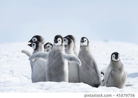 Emperor Penguin chicks on ice 45879756