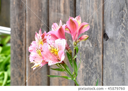開花在三鷹中原的桃紅色德國錐腳形酒杯 45879760