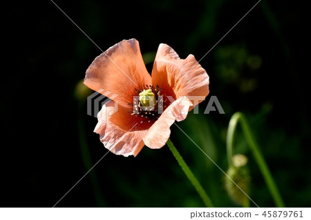 在三鷹中原開花的Hinagishi 在三鷹中原開花的Hinagishi 45879761