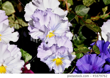 在Mikasa Nakahara綻放的淡紫色中提琴 45879762