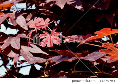 楓葉在三鷹中原 45879764