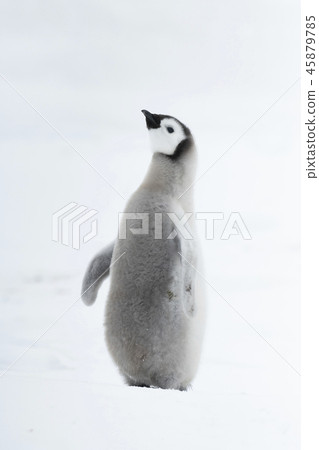 Emperor Penguin chick on ice 45879785