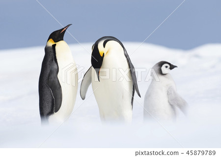 Two Emperor Penguins with chick 45879789