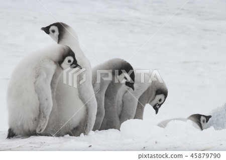Emperor Penguins chicks on ice 45879790