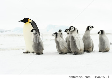 Emperor Penguin with chicks 45879791