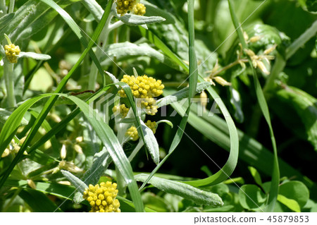 Hahakogusa (Gogyou Ogata) Blooming in Mitaka Nakahara 45879853