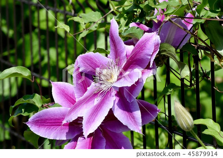 Light purple Clematis blooming in Mitaka Nakahara Light purple Clematis blooming in Mitaka Nakahara 45879914