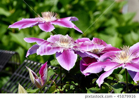 Light purple Clematis blooming in Mitaka Nakahara Light purple Clematis blooming in Mitaka Nakahara 45879916