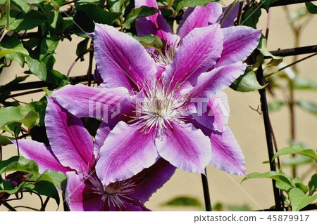 Light purple Clematis blooming in Mitaka Nakahara 45879917