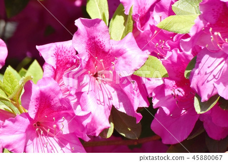 在三鷹中原（Omurasaki Azalea）盛開的平戶杜鵑花 45880067