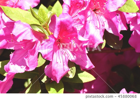 在三鷹中原（Omurasaki Azalea）盛開的平戶杜鵑花 45880068