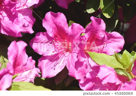 在三鷹中原（Omurasaki Azalea）盛開的平戶杜鵑花 45880069