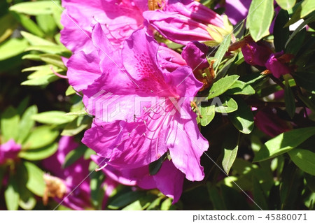 在三鷹中原(Omurasaki Azalea)盛開的平戶杜鵑花 在三鷹中原(Omurasaki Azalea)盛開的平戶杜鵑花 45880071