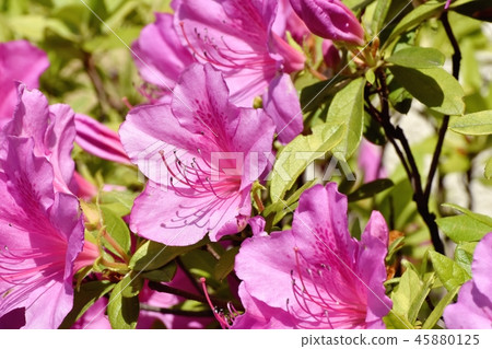 在三鷹中原(Omurasaki Azalea)盛開的平戶杜鵑花 在三鷹中原(Omurasaki Azalea)盛開的平戶杜鵑花 45880125