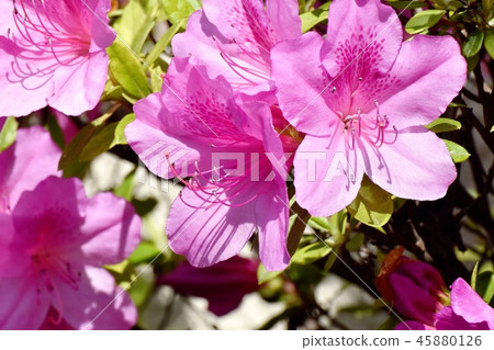 在三鷹中原（Omurasaki Azalea）盛開的平戶杜鵑花 45880126