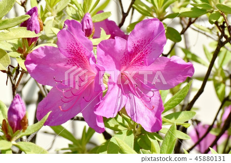 在三鷹中原(Omurasaki Azalea)盛開的平戶杜鵑花 在三鷹中原(Omurasaki Azalea)盛開的平戶杜鵑花 45880131