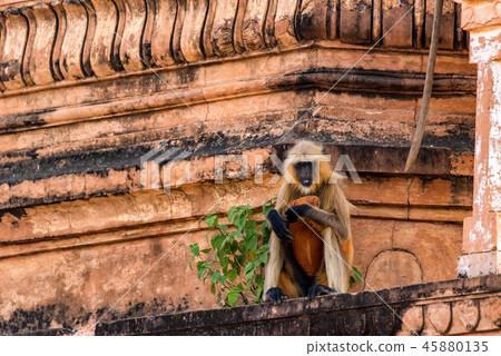 Gray langur or Semnopithecus etellus sits on wall 45880135