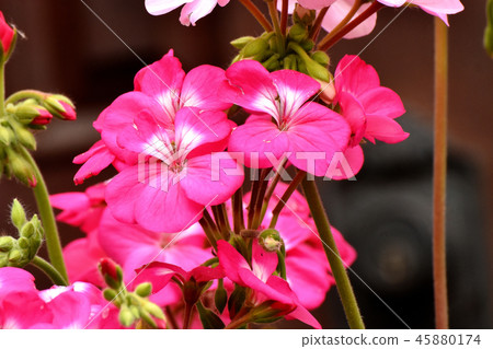Pink geranium blooming in Mitaka Nakahara Pink geranium blooming in Mitaka Nakahara 45880174