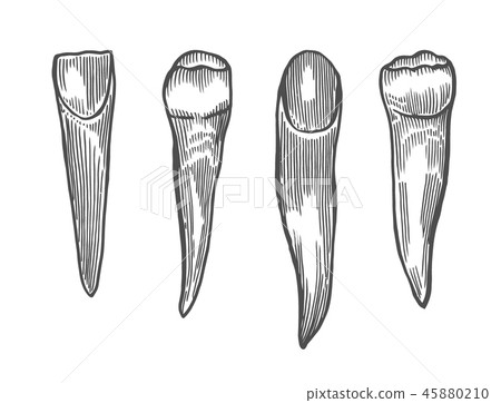 Engraving vintage tooth 45880210