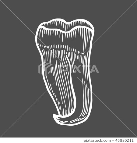 human tooth isolated human tooth isolated 45880211