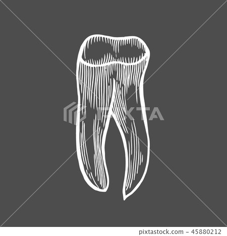 human tooth isolated human tooth isolated 45880212