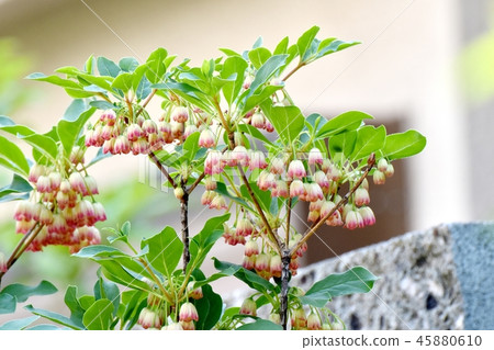 在三鷹中原開花的Sarasa Dodantsuji 45880610