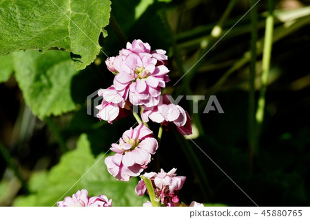 Pink stock blooming in Mitaka Nakahara 45880765