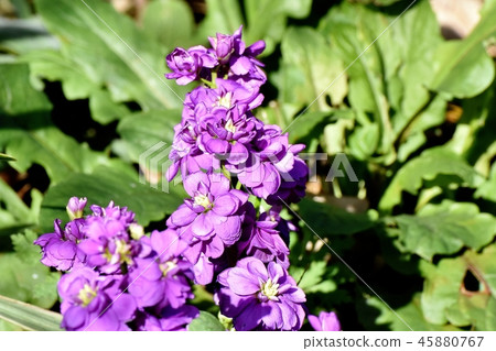  開花在三鷹中原的紫色股票 45880767