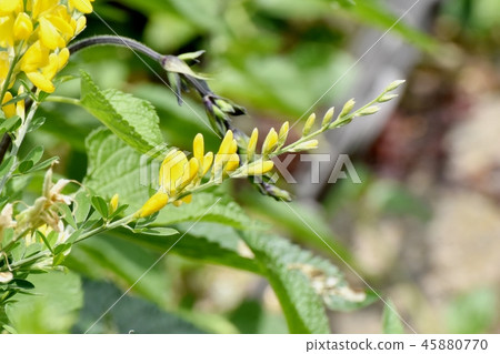開花在三鷹中原的黃色ennisia花 開花在三鷹中原的黃色ennisia花 45880770